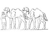 Bactrian camels - double humped and capable of carrying more loads oever greater distances.